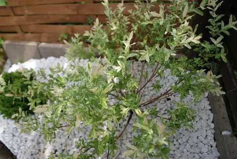 Tarkalevelű japán fűz / Salix integra 'Hakuro Nishiki'
