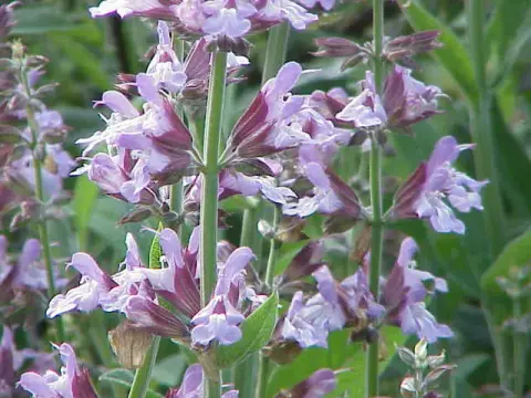 Orvosi zsálya / Salvia officinalis