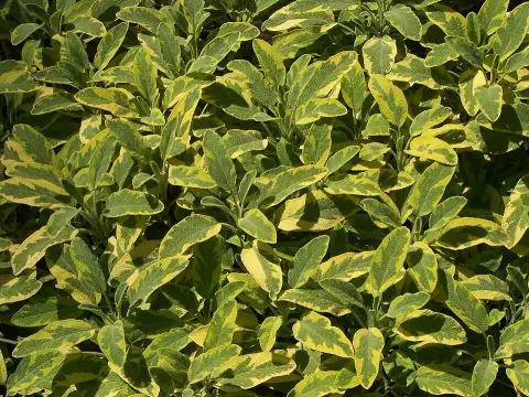 Sárga-zöld tarka, orvosi zsálya / Salvia officinalis 'Icterina'