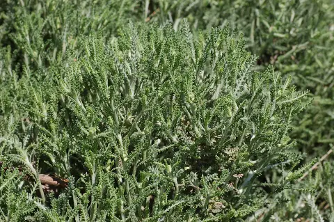 Hamvas cipruska / Santolina chamaecyparissus