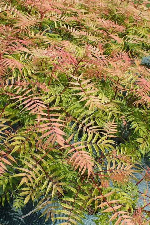 Tollas gyöngyvessző / Sorbaria sorbifolia 'Sem'