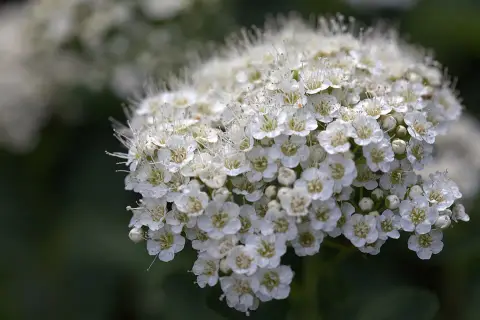 Nyírlevelű gyöngyvessző / Spiraea betulifolia 'Tor'