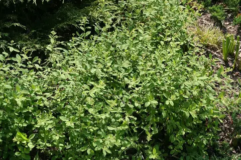 Fehér virágú, törpe gyöngyvessző / Spiraea decumbens