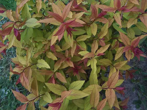 Ciklámen virágú, törpe gyöngyvessző / Spiraea japonica 'Anthony Waterer'