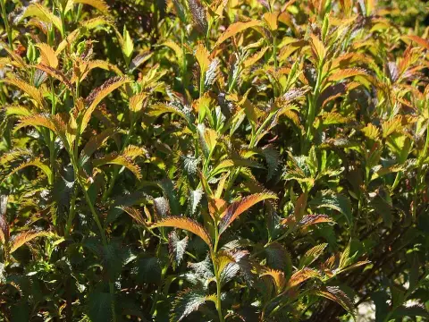 Fodroslevelű, ciklámenvirágú, törpe gyöngyvessző / Spiraea japonica 'Crispa'