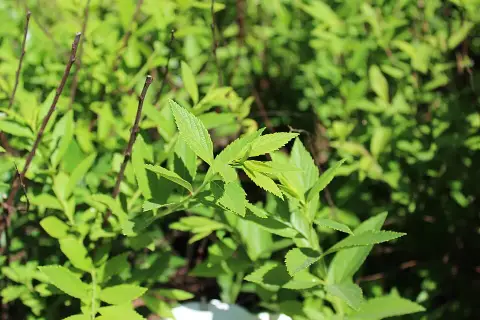 Fehér-rózsaszín virágú, törpe gyöngyvessző / Spiraea japonica 'Genpei' (Shirobana)