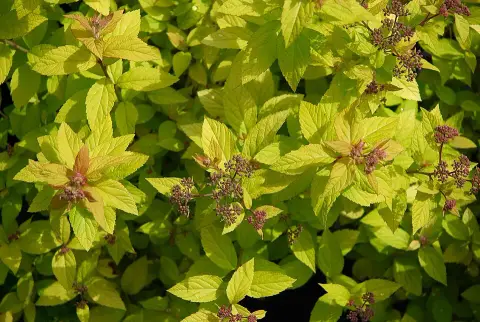Sárgás levelű, rózsaszín virágú, törpe gyöngyvessző / Spiraea japonica 'Golden Princess'