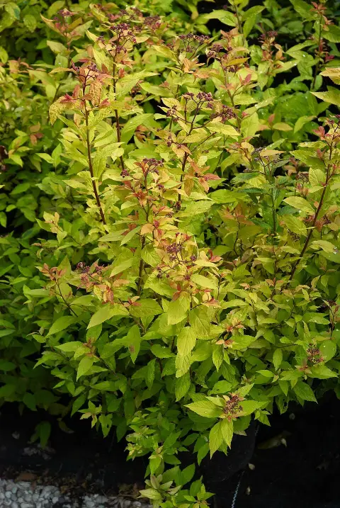 Sárgás levelű, rózsaszín virágú gyöngyvessző / Spiraea japonica 'Goldflame'