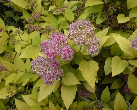 Ciklámen virágú gyöngyvessző / Spiraea japonica 'Ruberrima'