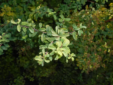 Nipponi gyöngyvessző / Spiraea nipponica 'Halward's Silver'