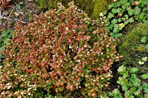 Sárga levelű, törpe gömb borbolya / Berberis thunbergii 'Tiny Gold' ®