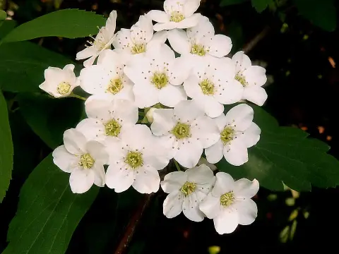 Fehér virágú nipponi gyöngyvessző / Spiraea nipponica 'Snowmound'