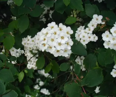 Kerti gyöngyvessző / Spiraea x vanhouttei