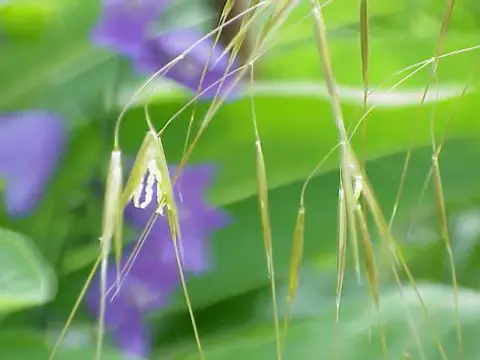 Óriás árvalányhaj / Stipa gigantea