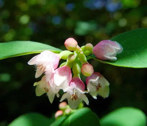 Fehér hóbogyó / Symphoricarpos albus