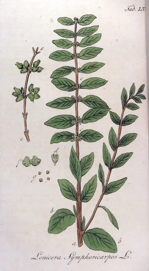 Sárga-tarka levelű, piros hóbogyó / Symphoricarpos orbiculatus 'Foliis Variegatus'