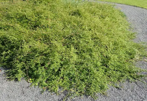 Talajtakaró hóbogyó / Symphoricarpos x chenaultii 'Hancock'