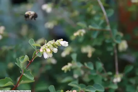 Lilás-rózsaszín hóbogyó / Symphoricarpos x doorenbosii 'Amethyst'