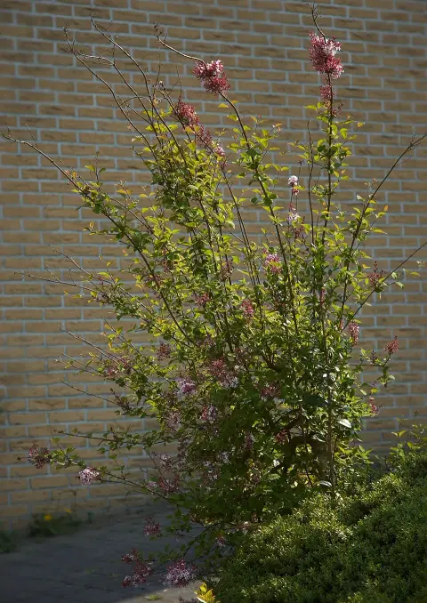 Kislevelű orgona / Syringa microphylla 'Superba'