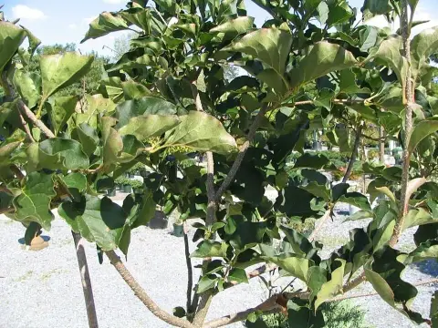 Halványlila virágú törpeorgona / Syringa patula 'Miss Kim'