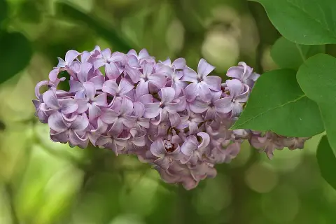 Közönséges orgona / Syringa vulgaris