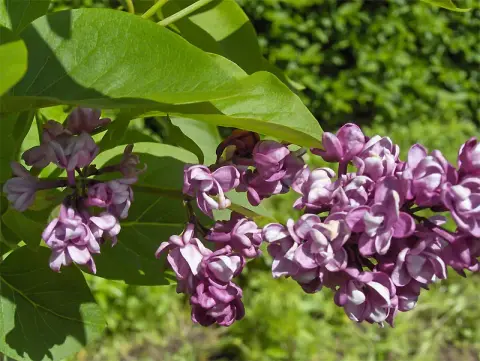 Középlila, teltvirágú kerti orgona / Syringa vulgaris 'Charles Joly'