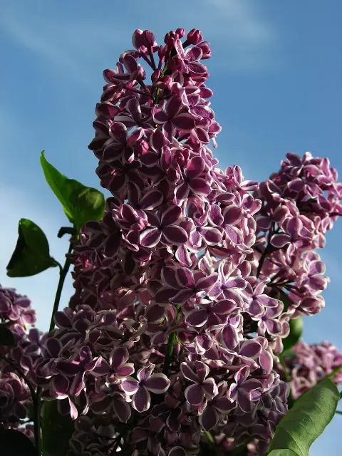 Bíborlila virágú kerti orgona, szirmain ezüstösfehér szegéllyel / Syringa vulgaris 'Sensation'