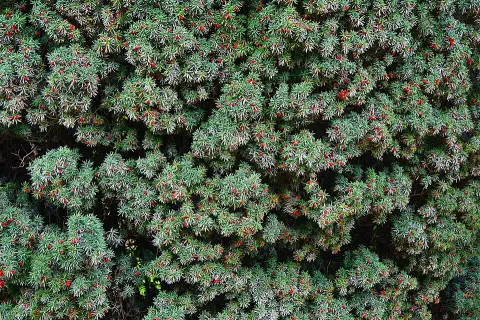 Tiszafa / Taxus baccata