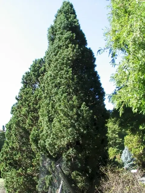 Oszlopos tiszafa / Taxus baccata 'Fastigiata Robusta'