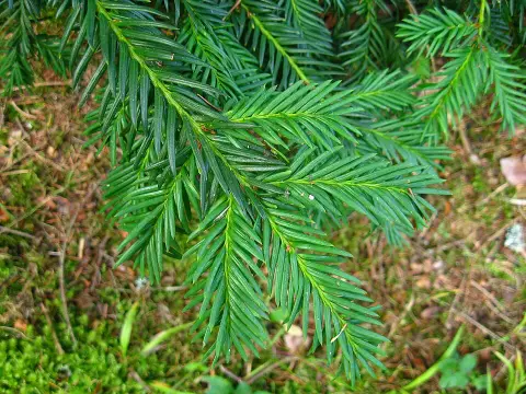 Terülő tiszafa / Taxus baccata 'Repandens'