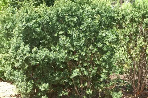 Oszlopos tiszafa / Taxus x media 'Hicksii'