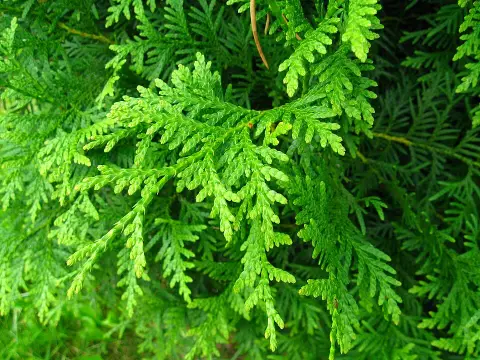 'Brabant' sövénytuja / Thuja occidentalis 'Brabant'