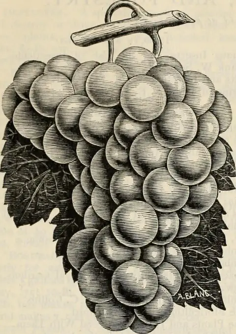 Sárga gömbtuja / Thuja occidentalis 'Golden Globe'