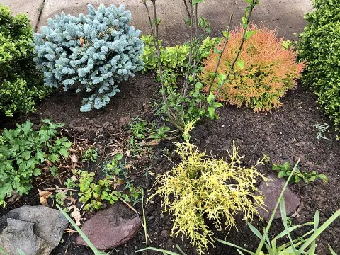Sárga gömbtuja / Thuja occidentalis 'Golden Globe'