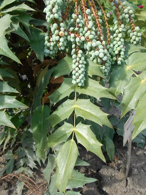 Bordó levelű, örökzöld borbolya / Berberis x media 'Red Jewel'