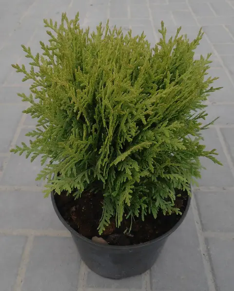 Sárga levelű, törpe gömbtuja / Thuja occidentalis 'Mirjam' ®