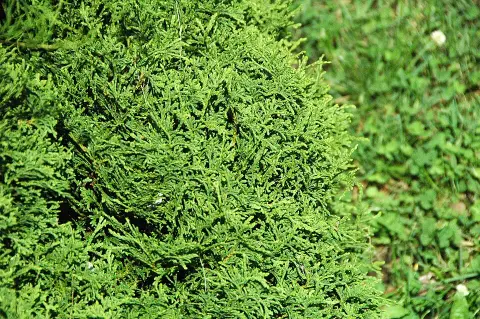 Törpe nyugati gömbtuja / Thuja occidentalis 'Tiny Tim'