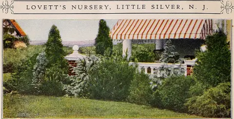 Sárga levelű, törpe keleti tuja / Thuja orientalis 'Aurea Nana'