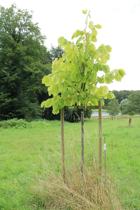 Amerikai hárs / Tilia americana 'Nova'