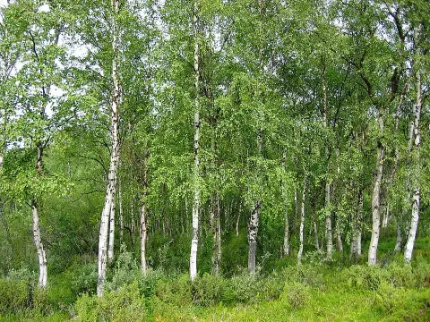 Közönséges nyír / Betula pendula