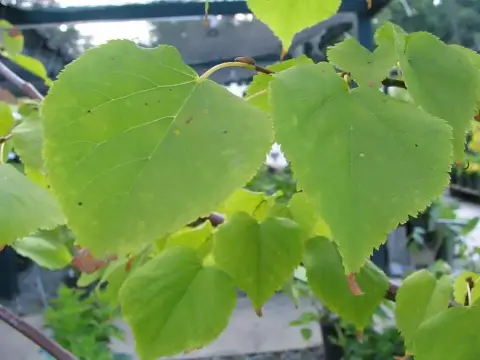 Kislevelű hárs / Tilia cordata 'Greenspire'