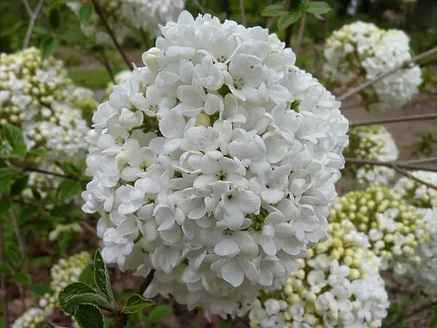 Hólabda bangita / Viburnum 'Eskimo'