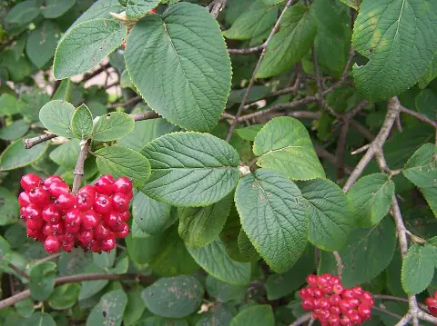 Ostorménbangita / Viburnum lantana