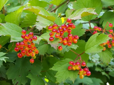 Kányabangita / Viburnum opulus