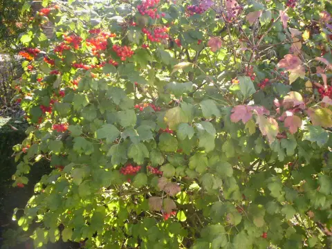 Törpe kányabangita / Viburnum opulus 'Compactum'