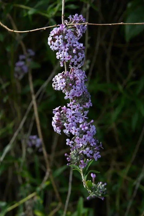 Korai nyári orgona / Buddleja alternifolia