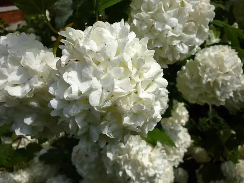 Labdarózsa / Viburnum opulus 'Roseum'
