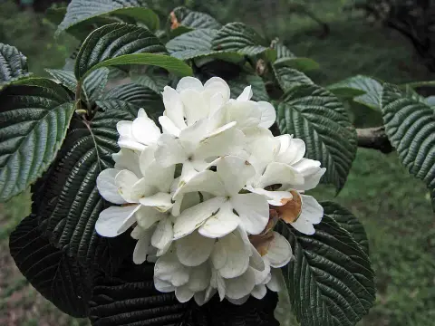 Fehér-rózsaszín virágú, redős bangita / Viburnum plicatum 'Kilimanjaro Sunrise'