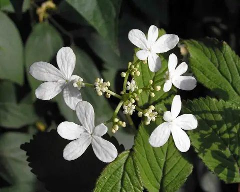 Redőslevelű törpe bangita / Viburnum plicatum 'Watanabe'