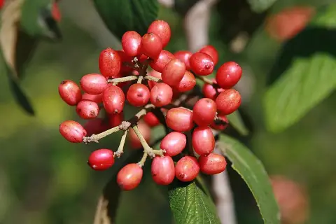 'Willowwood' örökzöld bangita / Viburnum rhytidophylloides 'Willowwood'